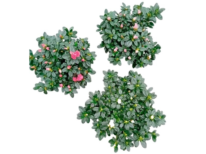 AZALEA  M14 MIX D25