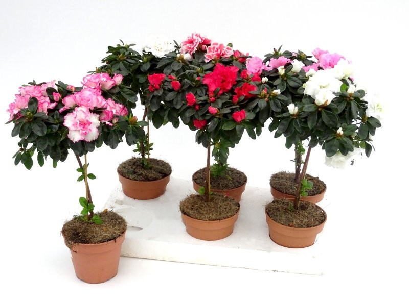 AZALEA COPA  M13 diam.20