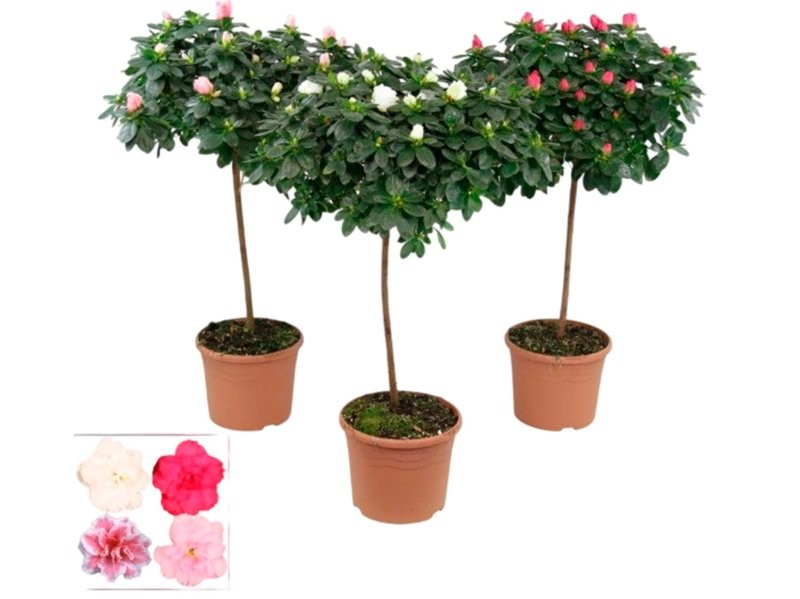 AZALEA COPA M19 H65 diam.35