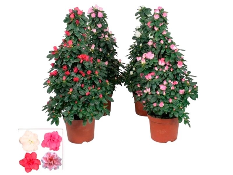 AZALEA PIRAMIDE M17- 65cm.