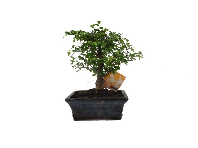 BONSÁI  5 ANYS ZELKOVA PARVIFOLIA