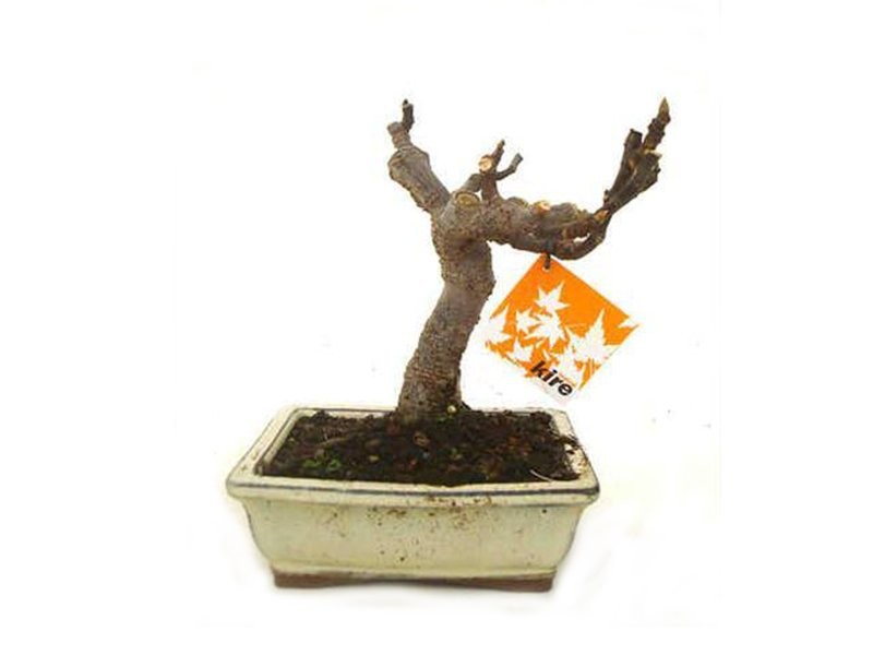 BONSÁI  7 ANYS FICUS CARICA