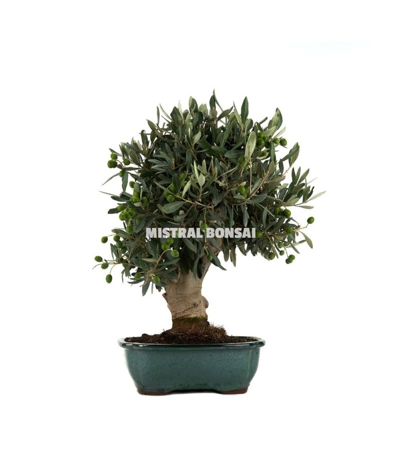 BONSÁI 15 ANYS OLEA EUROPAEA