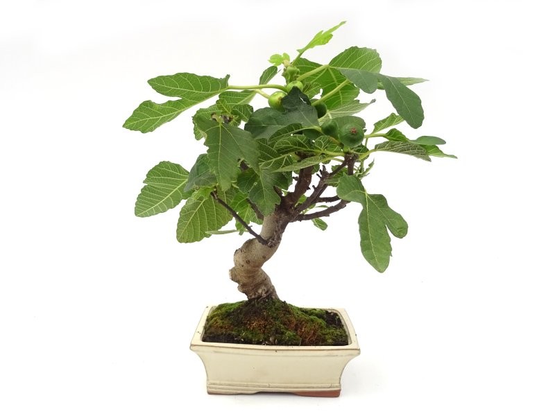 BONSÁI  8 ANYS FICUS CARICA