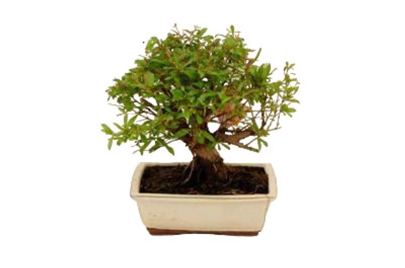 BONSÁI  8 ANYS PUNICA GRANATUM