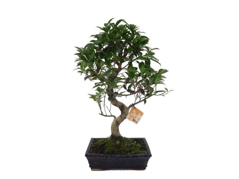BONSÁI 10 ANYS FICUS RETUSA
