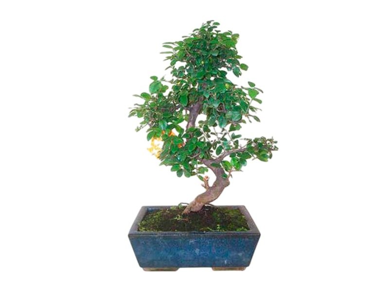 BONSÁI  8 ANYS SAGERETIA