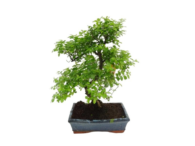 BONSÁI 10 ANYS SAGERETIA