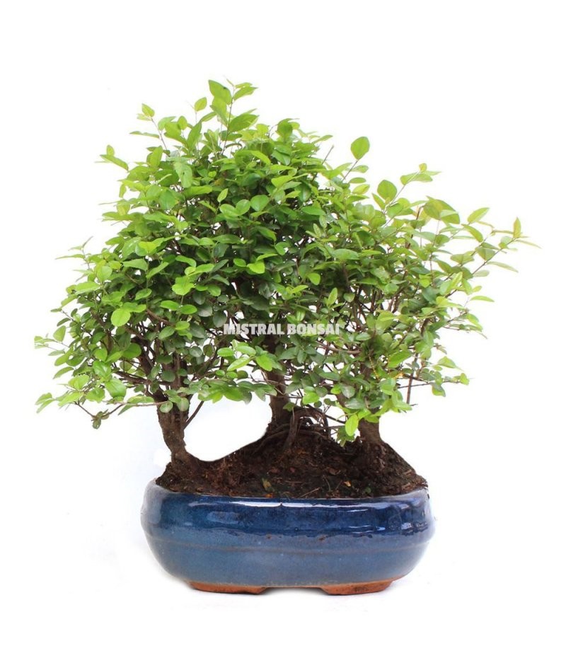 BONSÁI  9 ANYS SAGERETIA THEEZANS (bosc)