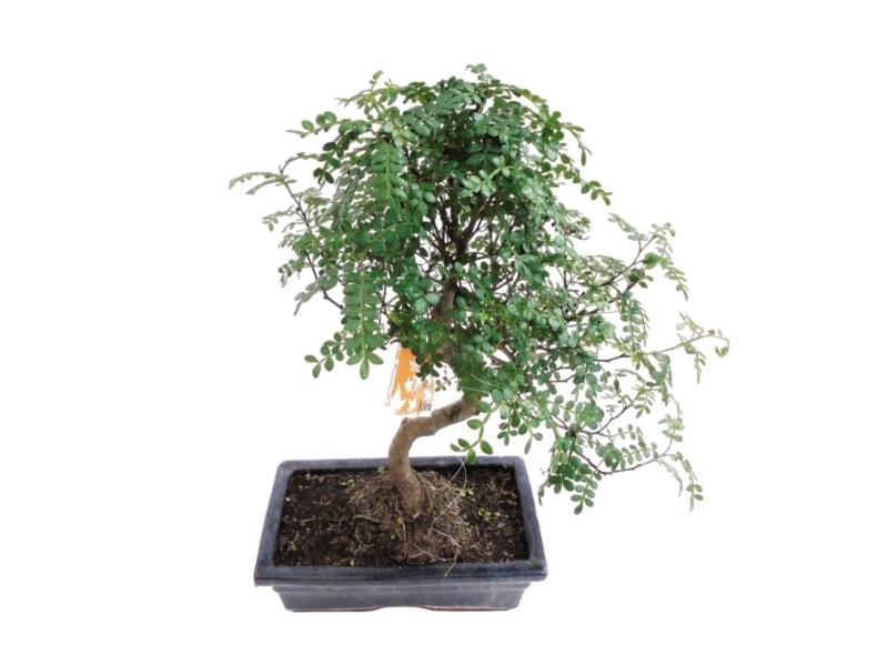 BONSÁI 10 ANYS OPERCULICARYA DECARYI