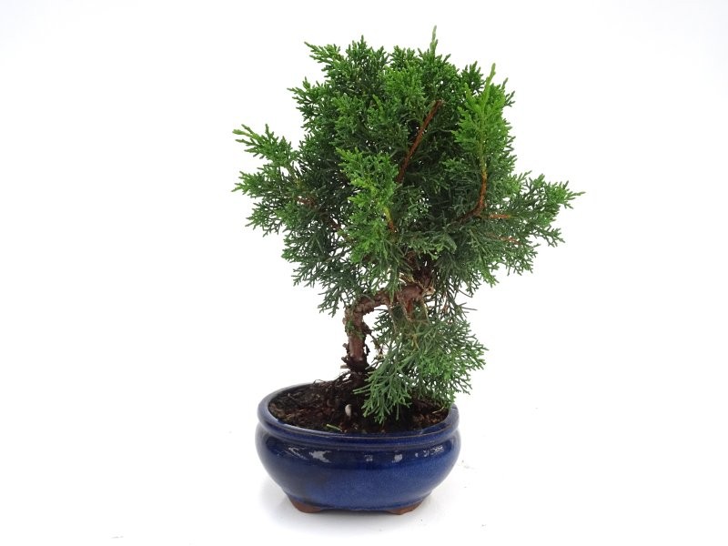 BONSAI  9 AÑOS JUNIPERUS CHINENSIS