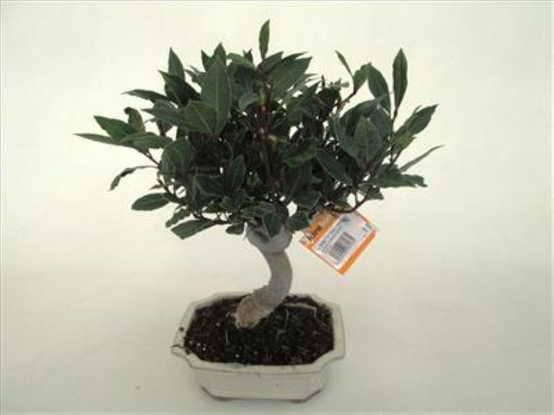 BONSAI  8 AÑOS LAURUS NOBILIS