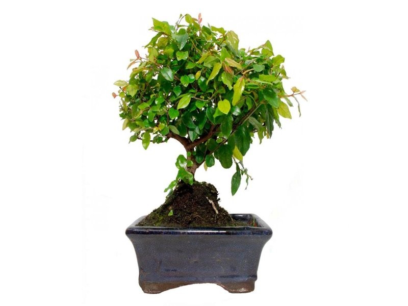 BONSÁI  3 ANYS SAGERETIA THEEZANS