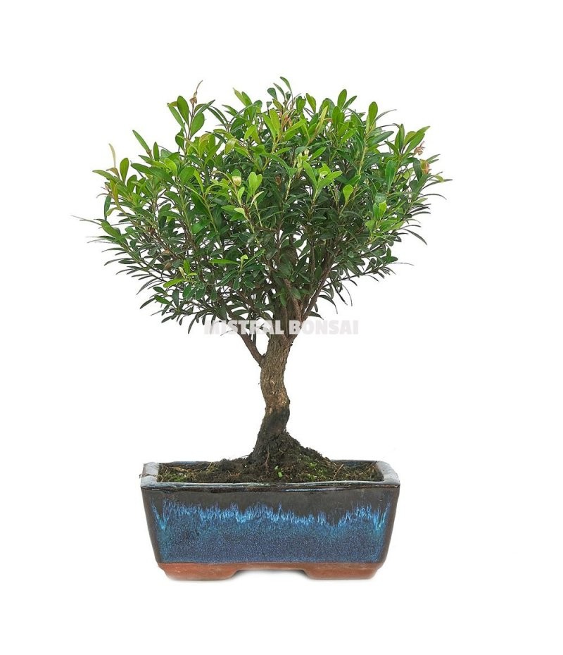 BONSÁI  3 ANYS SYZIGIUM BUXIFOLIUM