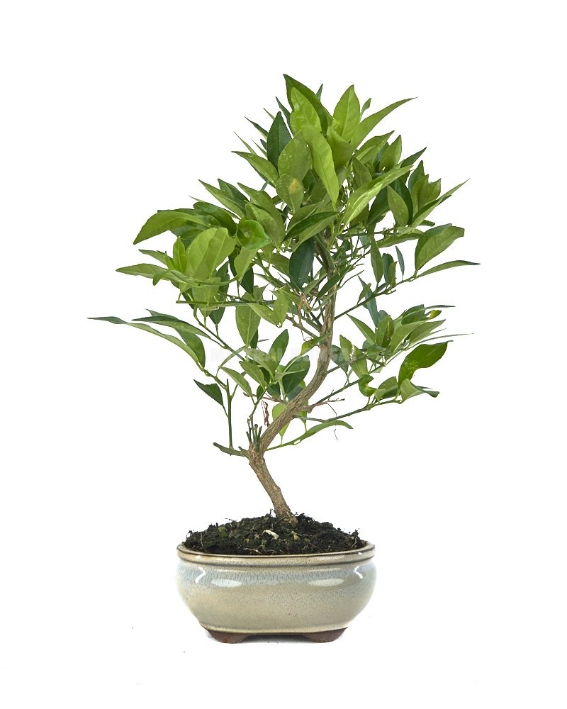 BONSAI  8 AÑOS CITRUS LLIMENCUAT