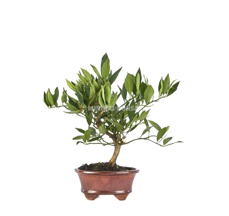 BONSAI  7 AÑOS CITRUS LLIMENCUAT ZP-b2