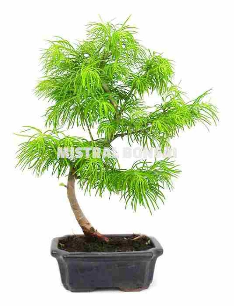 BONSAI  7 AÑOS PSEUDOLARIX AMABILIS