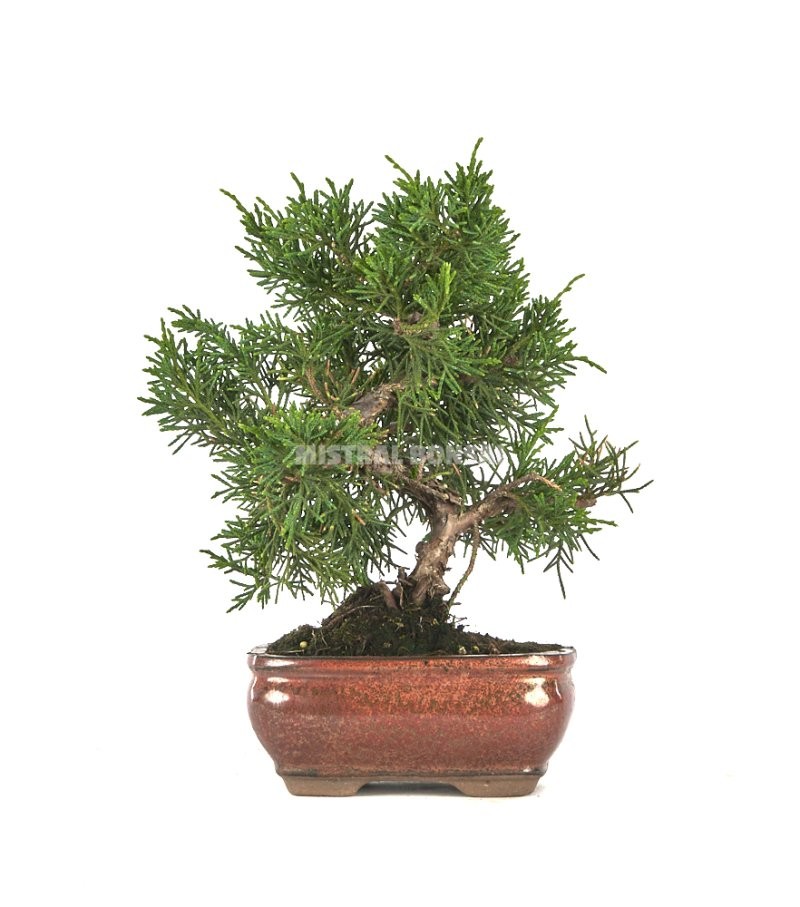 BONSAI  8 AÑOS JUNIPERUS CHINENSIS KYUSHU