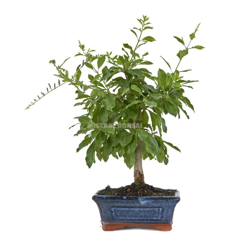 BONSÁI  6 ANYS DURANTHA REPENS