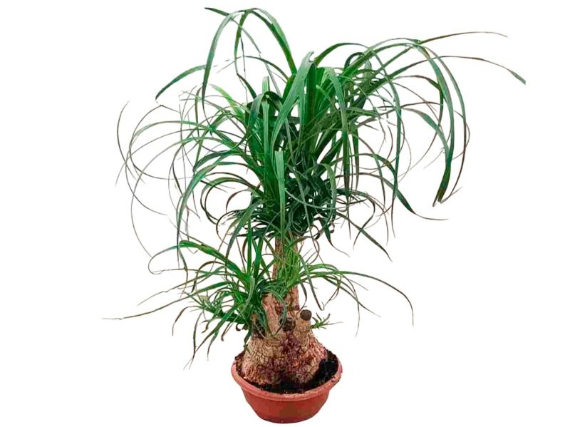 BEAUCARNEA Ramif.  65cm.  T25