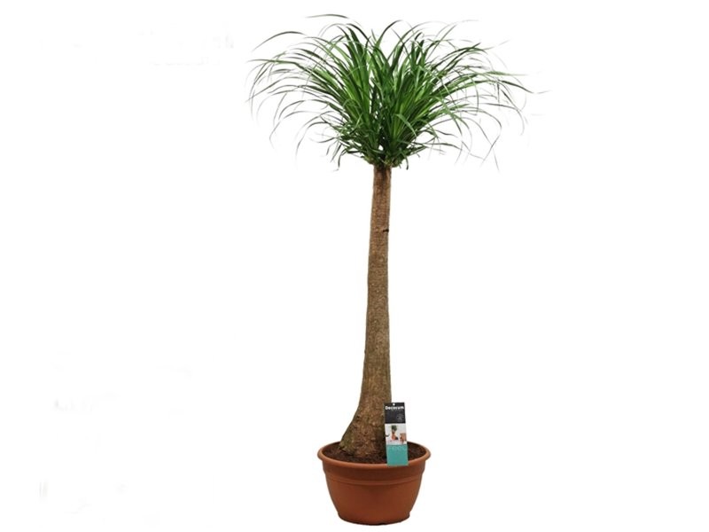 BEAUCARNEA 1tronc 130cm. M35
