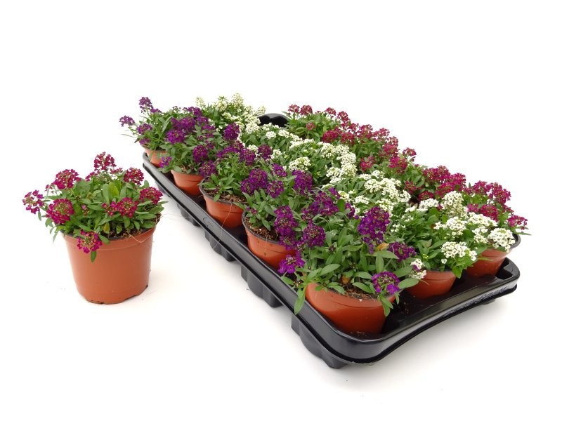 ALYSSUM MARITIMUM M11