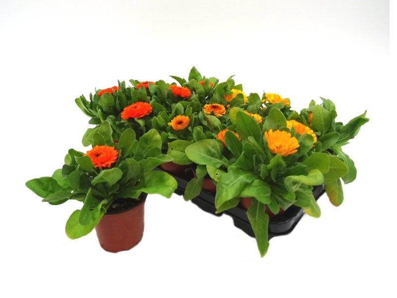 CALENDULA OFFICINALIS 11