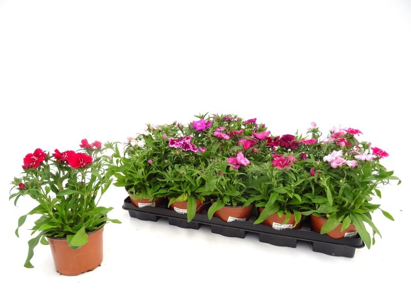 DIANTHUS CHINENSIS TELSTAR M11