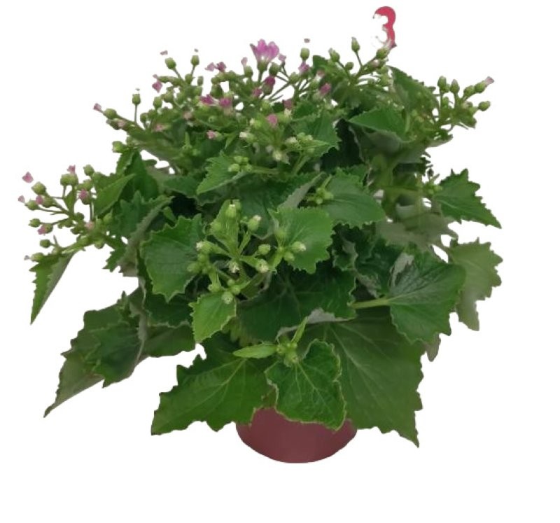 PERICALLIS HYBRIDA 14