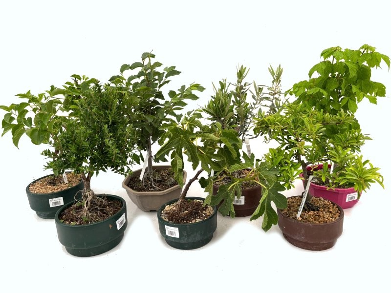 BONSAI EXTERIOR MIX D18 H40