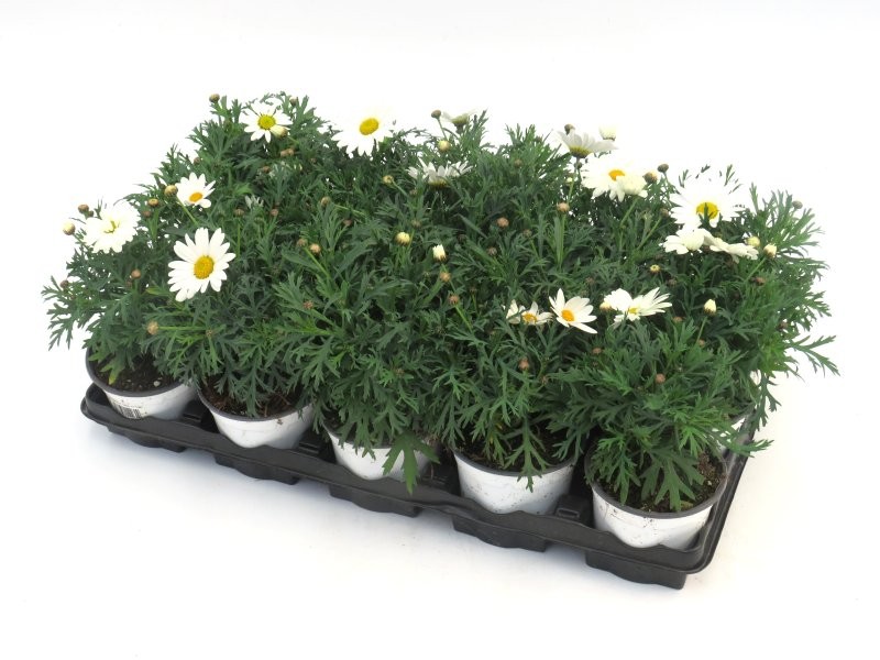 ARGYRANTHEMUM FRUTESCENS BLANCA M11