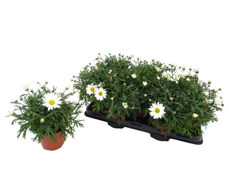 ARGYRANTHEMUM FRUTESCENS BLANCA M13