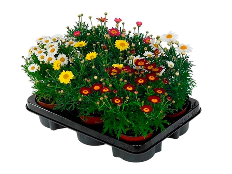 ARGYRANTHEMUM FRUTESCENS COLORS M11