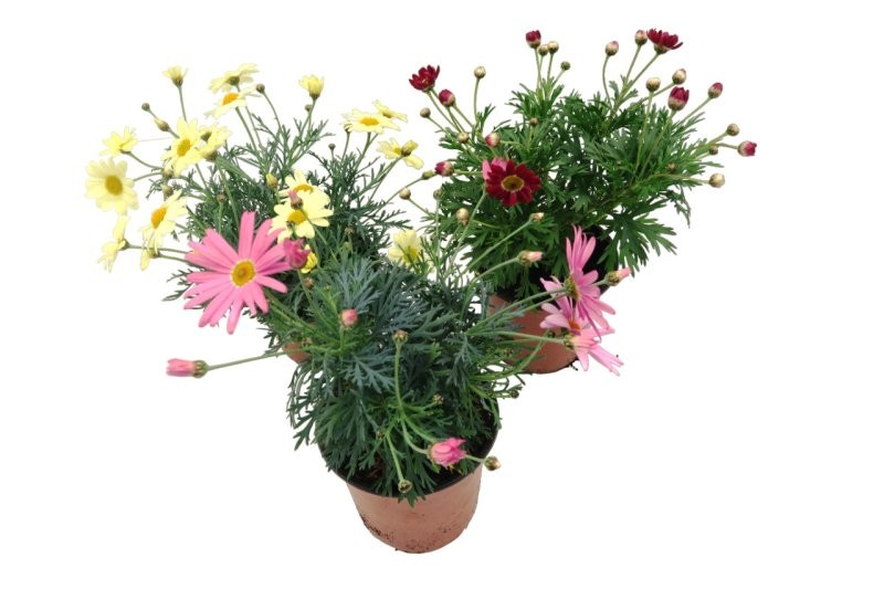 ARGYRANTHEMUM COLORS M13