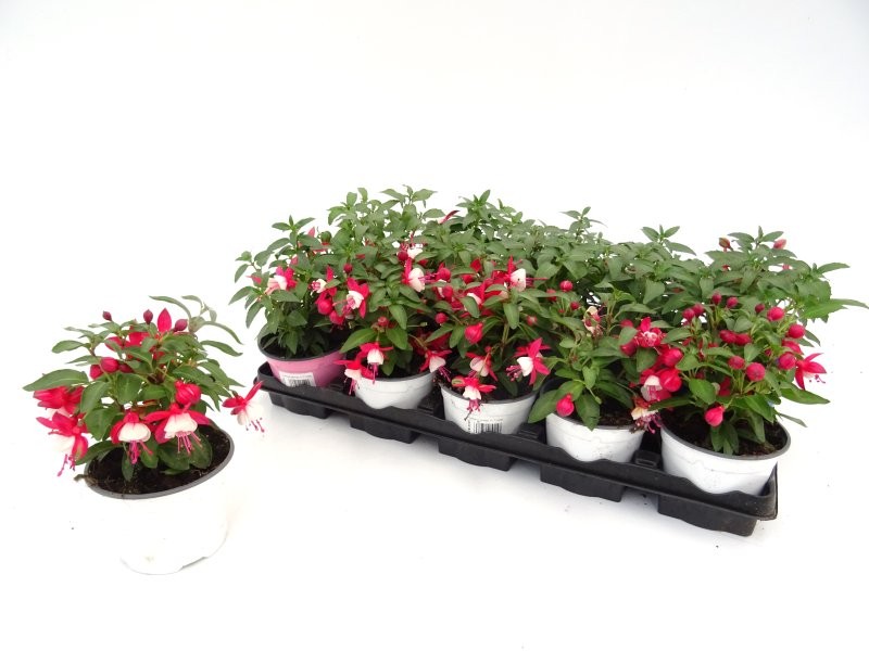 FUCHSIA HYBRIDA M11