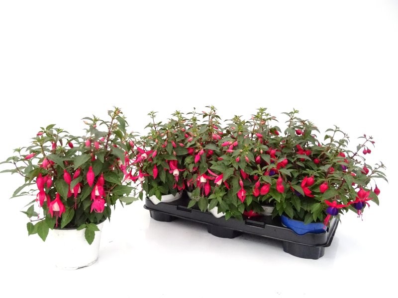 FUCHSIA HYBRIDA M13 - TEST DE COLOR