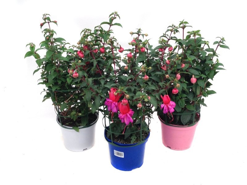 FUCHSIA HYBRIDA 17 -MACETA COLOR