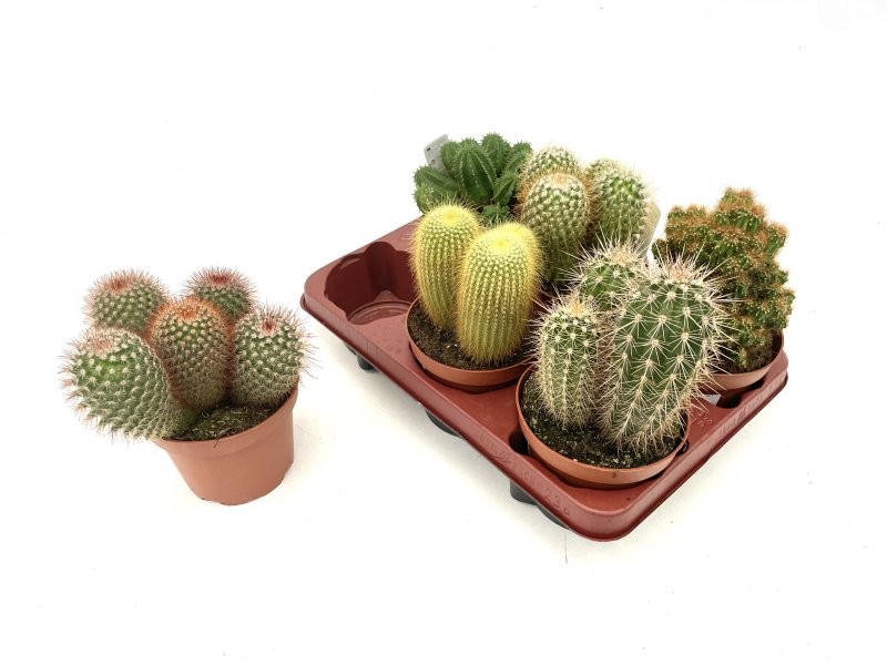 CACTUS   M13 MIX