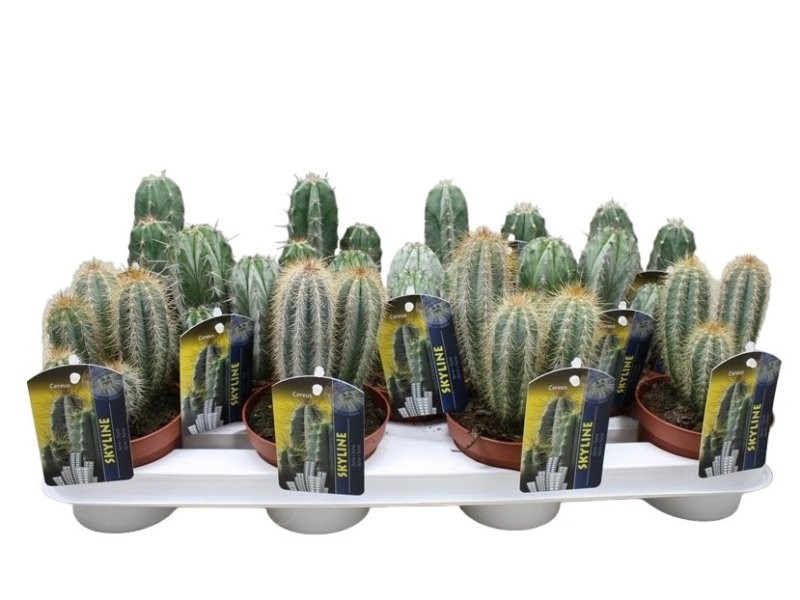 CACTUS   M13 MIX COLECCION