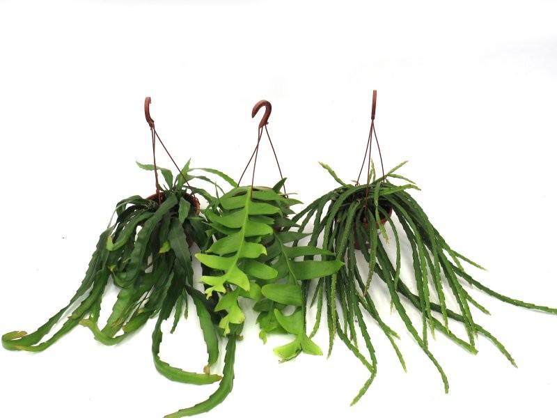 CACTUS   M15 PENJAR MIX