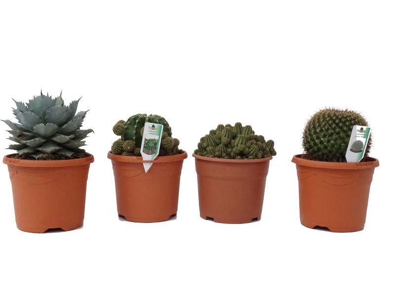 CACTUS   M17 MIX (preu unitat)