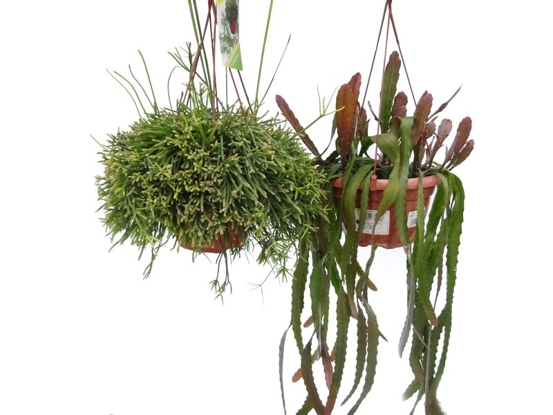 CACTUS   M20 PENJAR MIX