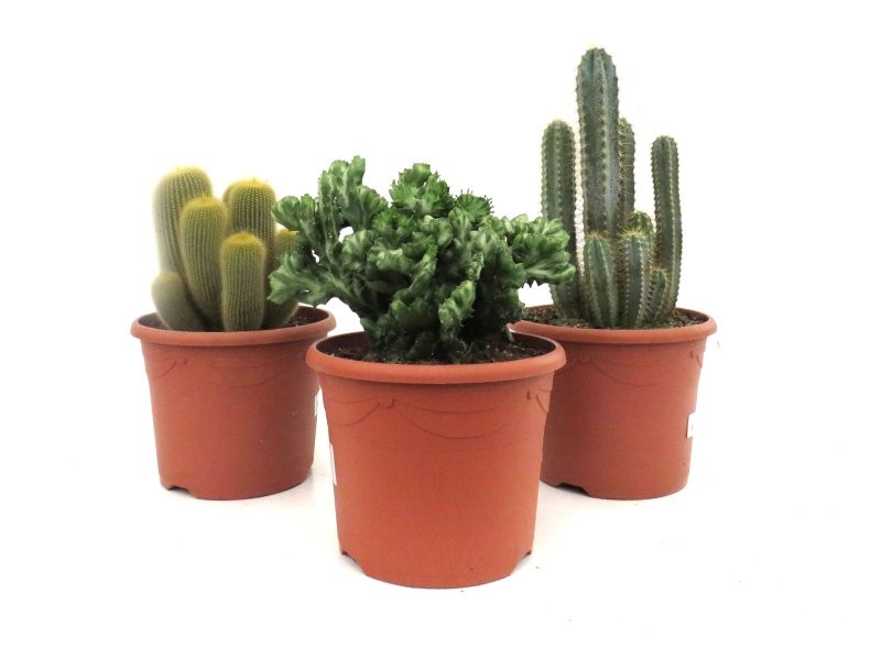 CACTUS   M25 MIX (preu unitat)