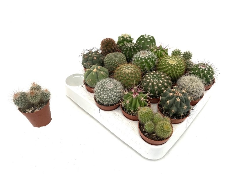 CACTUS   M 5.5  (safata x20)