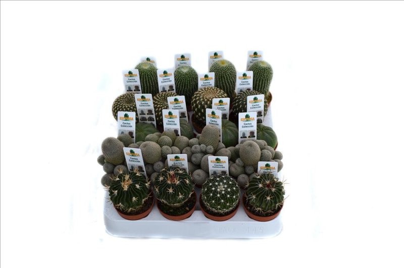 CACTUS   M 5.5 COLECCIO (safata x20)