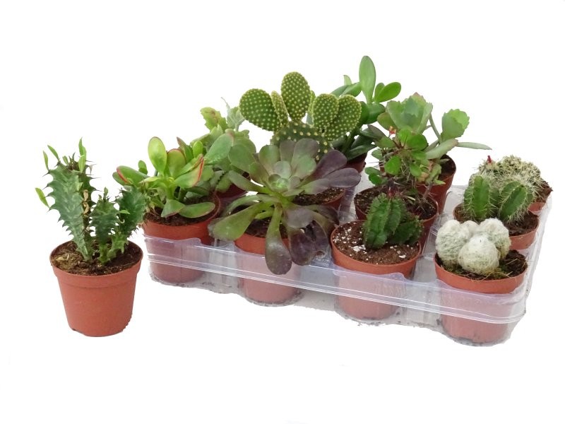 CACTUS   M 8.5 (preu per safata x12)