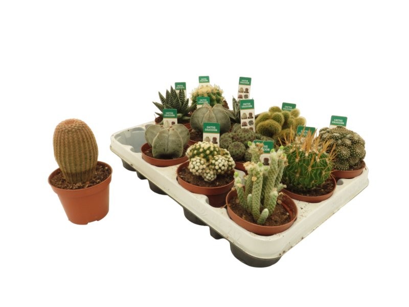 CACTUS   M 8.5 COLECCION (safata x12)