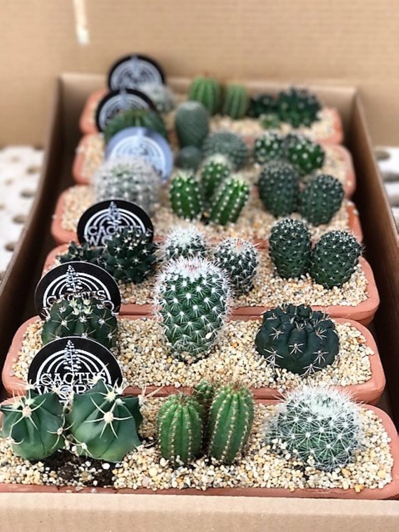 CACTUS COMPOSICION L25 JARDINERA BARRO