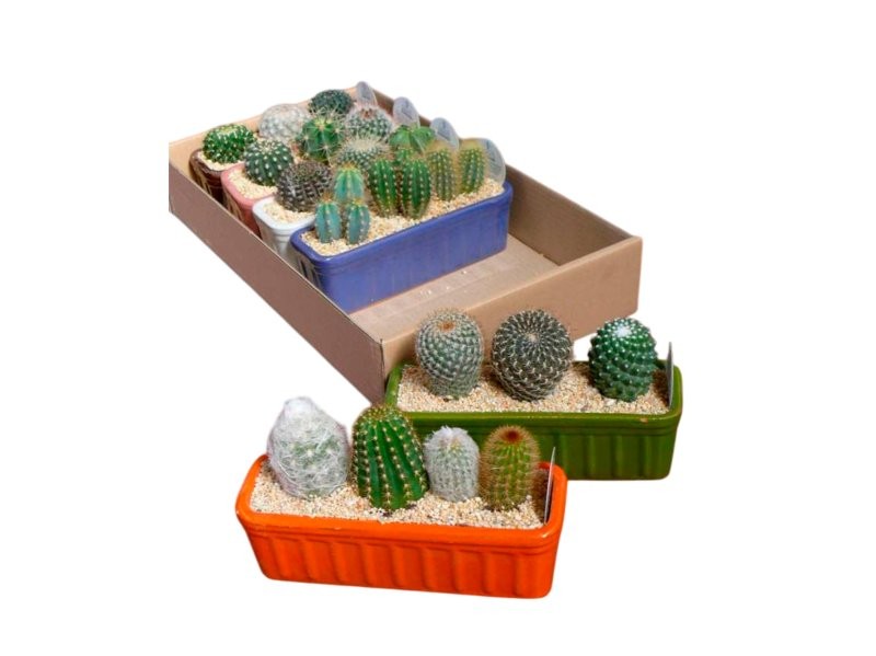 CACTUS COMPOSICION L25 JARDINERA ESMALTADA