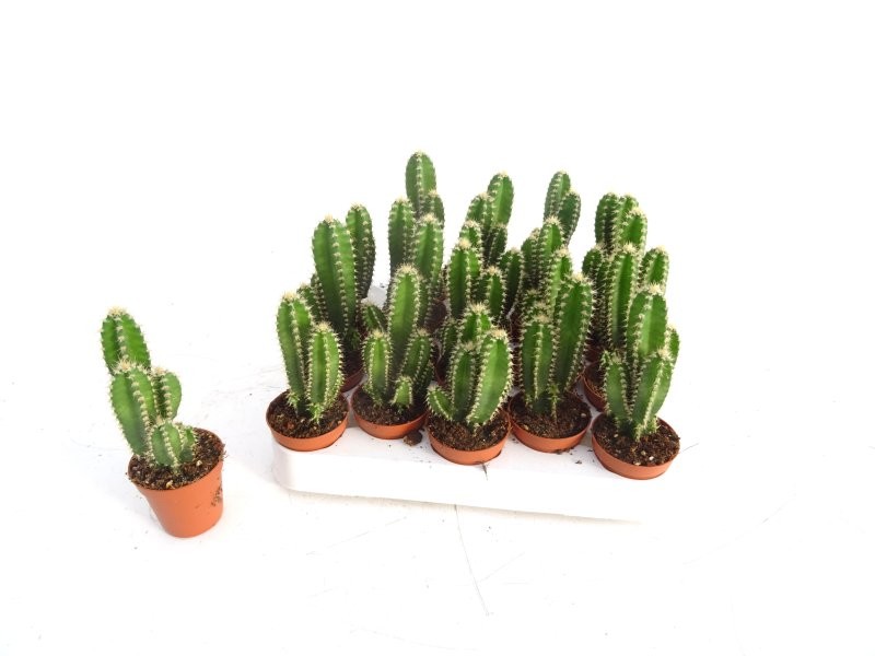 CACTUS ORDINADOR M 6 cereus floridiano (band.x20)